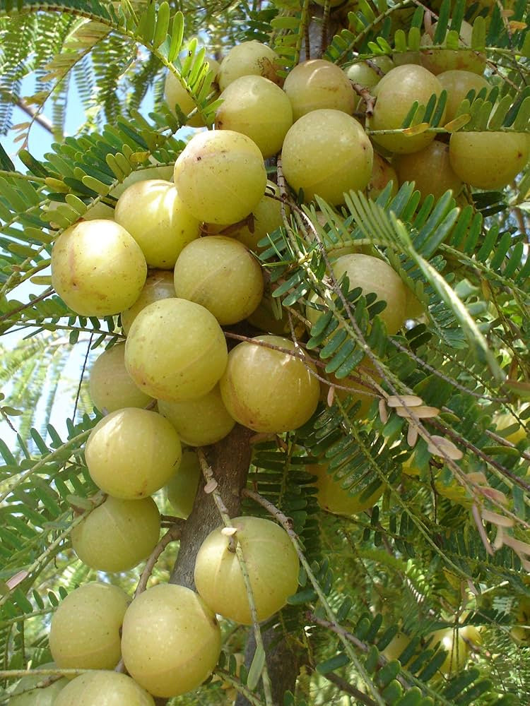 Amalaki